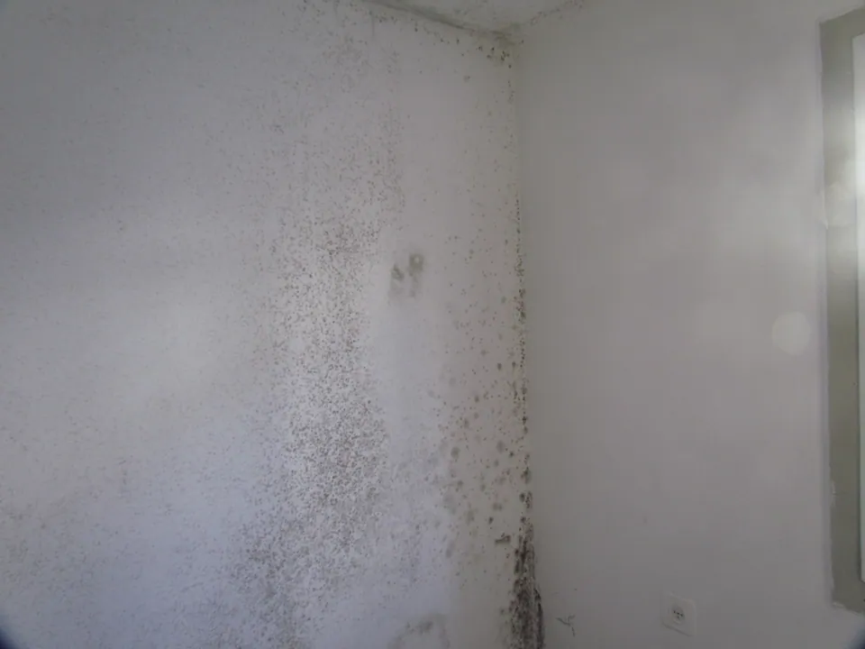 Moisissures visibles sur un mur intérieur